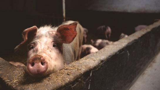 Animals, often genetically modified for rapid growth, are piled one on top of another in multi-storey buildings, living in their own filth, pumped with antibiotics, neither alive nor dead, awaiting slaughter.