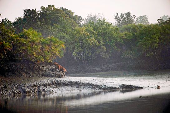 A tiger scrambles up a slick Sundarbans Tiger Reserve mudbank. Climate change threatens both tigers and humans in the largest mangrove forest in the world.