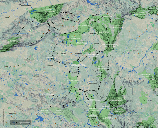 Umred-Karhandla, a relatively small green patch in the greater Tadoba landscape, is a crucial corridor linking the Tadoba-Andhari and the Navegaon-Nagzira Tiger Reserves. Studying tiger movement helps unveil such vital corridors.