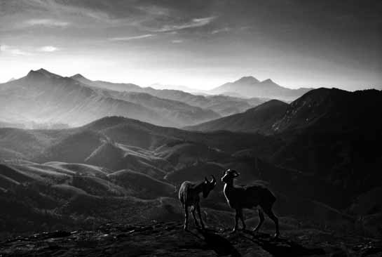 Nilgiri tahr Nilgiritragus hylocrius, with the soft morning light falling on the Eravikulam National Park, is a tribute to the immense conservation efforts that have been invested in protecting this amazing landscape.