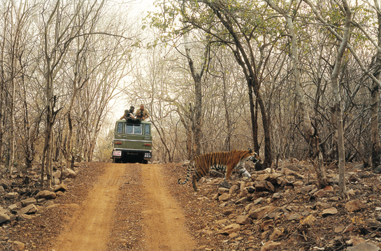 The tiger and elephant are incredible brand ambassadors and drivers for tourism. But the explosion in tiger-related tourism in parks such as Ranthambhore, Kanha and Bandhavgarh has led to unsustainable pressures on these destinations.