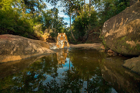 A camera trap shot of a tiger entering the Patpara nullah in the Bandhavgarh Tiger Reserve, to drink and cool off. Placing cameras at locations that the cat frequents gave us an intimate view into the secret world of the tiger.