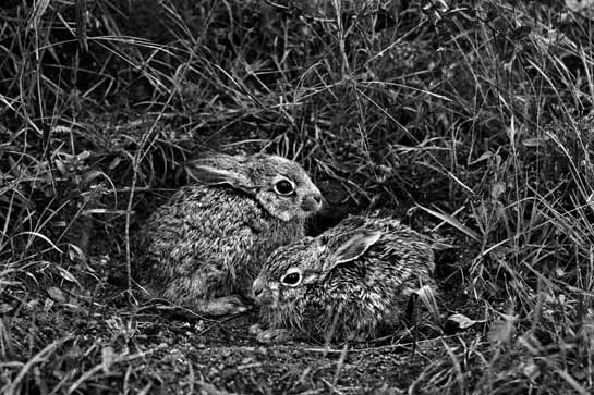Perumal found this pair of Indian hare leverets huddled under a bush in the Bannerghatta forest, Bangalore, Karnataka.