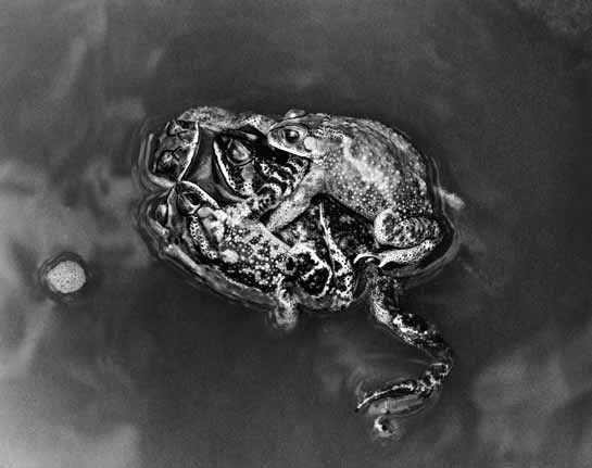 This striking image of frogs in amplexus was possible when the photographer found them floating across a stream at the Bandipur National Park, Karnataka.