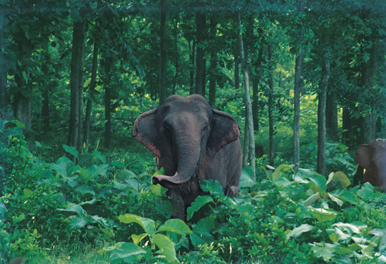 The jungles of Palamau were where Sen was first posted. Today, this neglected park remains his first love.