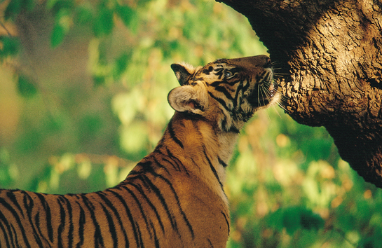 Just as a tiger is adapted by its evolution and upbringing to living in the jungle, its optimum environment, the human race survives and flourishes best in the environment in which we have evolved. But we are so radically altering that environment as to threaten our own future.