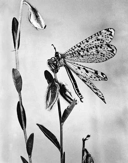 The antlion Indoclystus singularis makes for a stunning subject, beautifully framed and artificially illuminated by Perumal, when he spotted it in Talaghattapura, Karnataka. The antlion Indoclystus singularis makes for a stunning subject, beautifully framed and artificially illuminated by Perumal, when he spotted it in Talaghattapura, Karnataka.