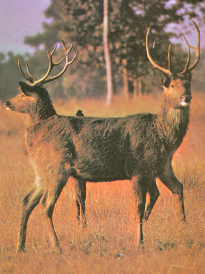 Cervus duvauceli branderi