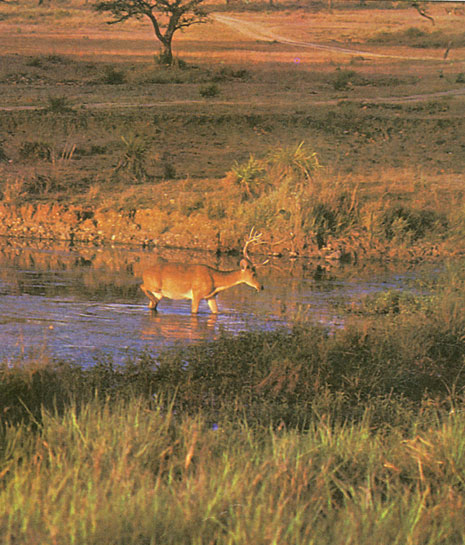 Proper water and habitat management has restored the health of grasslands, crucial to the survival of the barasingha who require the grass for fodder as well as for cover in which to drop their fawns.