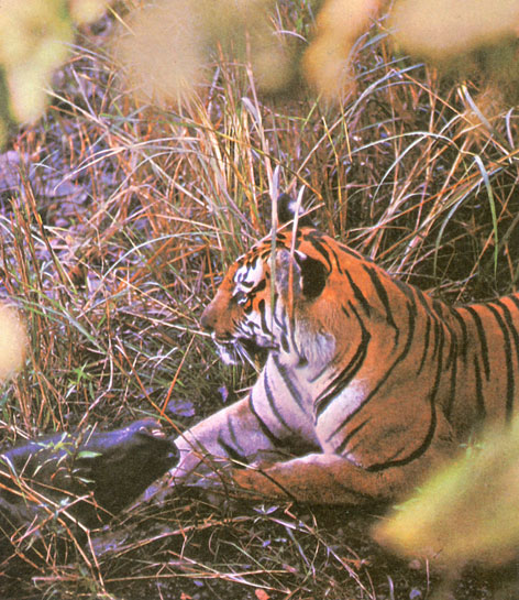 The dappled forest reveals a tiger with a baited kill. To reduce the concentration of carnivores from the meadow area, where the barasingha are centred, baiting sites were moved away. The practice of baiting has met with considerable opposition from various quarters all over India and may be stopped completely in time to come.