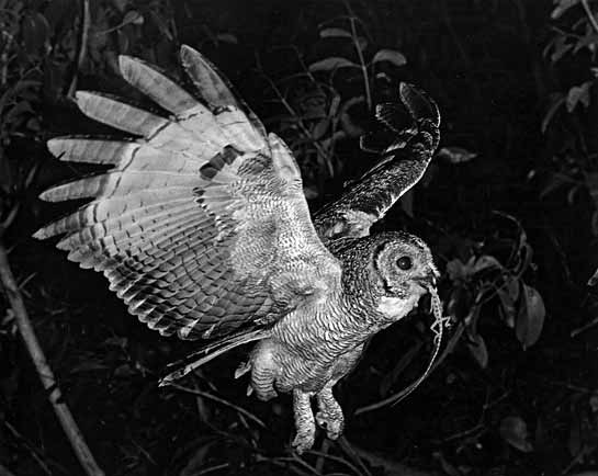 Perumal got this exciting shot of a Mottled Wood Owl Strix ocellata holding a lizard in its beak with much difficulty.