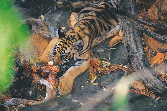 Though the tiger is still alive in India, it remains highly endangered. With political will in the right places, the necessary administrative and institutional changes can be made to safeguard the future of the country's national animal.