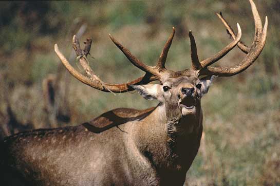 Wani spent his life protecting the hangul and its home, the Dachigam National Park. The hangul continues to survive despite being on the brink of extinction for decades.