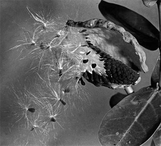 The black and white perspective reveals the dispersal of Calotropis seeds by the wind near Talaghattapura, Karnataka.