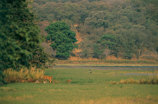 Tigers prowl along the Rajbagh lake in the Ranthambhore Tiger Reserve, a forest that showcased Project Tiger in the 1970s and &acirc;80s. 