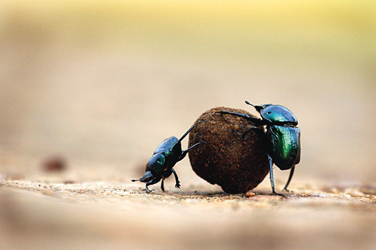 With the dung in a round shape, the beetles then roll it to a spot of soft soil. 