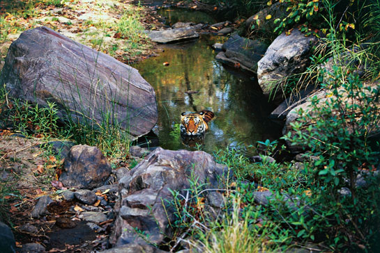 A supreme predator, Panthera tigris has a clear evolutionary history of about two million years. Today, the world's tiger population occupies just seven per cent of its historical range. India probably has no more than 1,300-1,500 tigers. Human encroachment and habitat destruction, combined with poaching and gross political neglect, have served a death warrant on India's national animal.