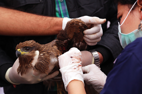An injured kite being treated by volunteers of the NGO Raksha.