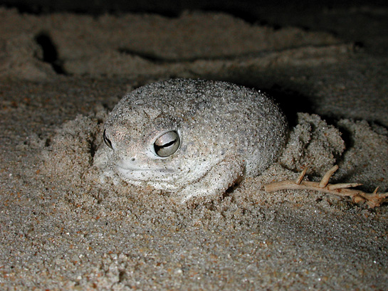 The Desert rain frog sports a short nose and short legs that prevent it from hopping.