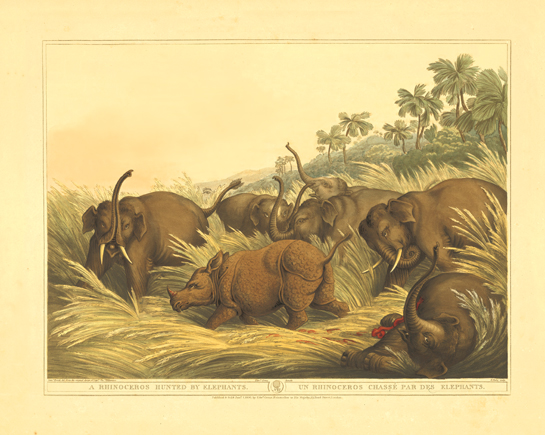This lithograph from his collection depicts a fanciful combat between elephants and a rhino drawn by W. Daniel, R.A. and engraved by J. Redaway and published in 1834.