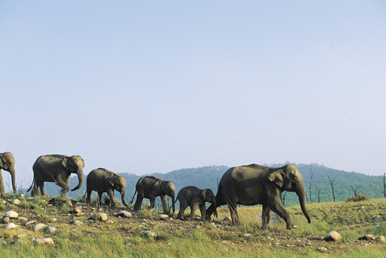 As part of the Kids For Tigers initiative and under the guidance of Chalasani, children from schools in Dehradun and Mussoorie collected over 2.5 lakh signatures asking the government of Uttaranchal and senior forest department and army officers to restore the Rajaji-Chilla elephant corridor.