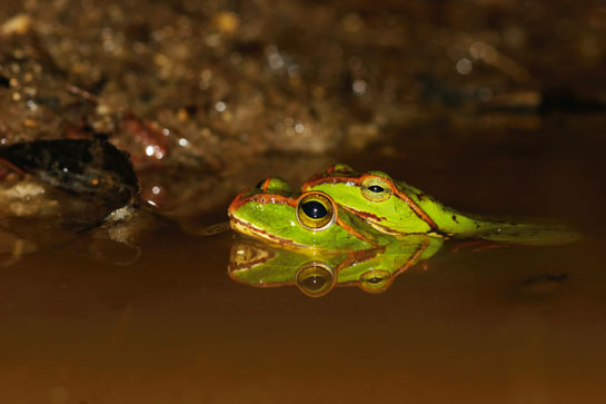 Studies have shown that rising temperatures cause disease outbreaks capable of wiping out frog populations. Temperature plays an important role in nature - from the gender of the offspring of these mating frogs (genus Rhacophorous) to ensuring their survival and well being. In an era of climate change, the disappearance of indicator species such as frogs serves as an early warning for other segments of ecosystems.
