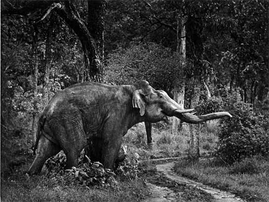 This tusker in the Bandipur National Park, Karnataka, had just rubbed himself against a tree and proceeded to offer a stunning pose which Perumal missed because his camera needing rewinding.