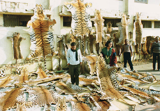Untroubled by the fact that every last tiger had been wiped out from Rajasthan's Sariska Tiger Reserve, Dr. Manmohan Singh continues to send out dangerous signals to international poaching gangs responsible for decimating India's wildlife that the Prime Minister's Office no longer has wildlife protection on its priority list.