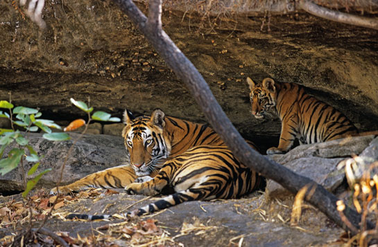 Tigers need large forest swatches, water and abundant prey. India's tiger habitats currently resemble a patchwork quilt and the situation promises to worsen with the implementation of the Forest Rights Act. The tigers' long-term survival can only be guaranteed if key reserves are connected to one another to provide wildlife with an &acirc;escape hatch' in case of serious trouble.