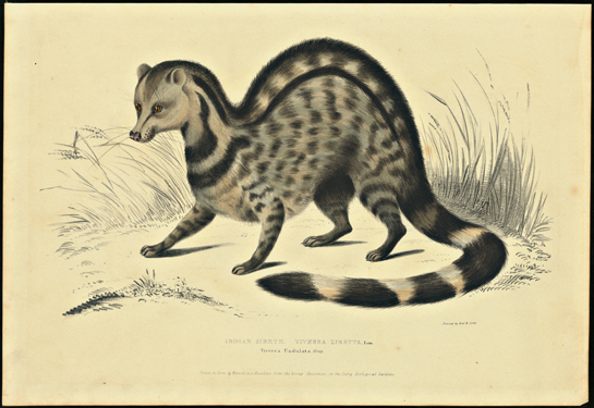 Sketches such as this one of a large Indian civet Viverra Zibetha highlight the invaluable contribution of the natural history artists of the day.