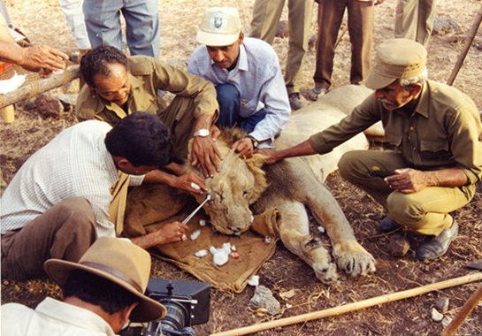 WILDLIFE SERVICE AWARD: Members of the Gir Lion Rescue Team wished to be awarded as a team, not as individuals because they believe that their task is such that no one person is more important than the other, or can possibly work without the entire group's support.