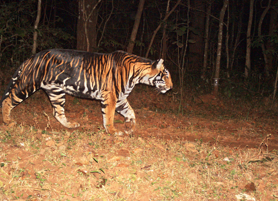 This rare melanistic tiger was photographed in the core of the Similipal Tiger Reserve. There are less than 30 of these tigers alive and they cannot be replaced by reintroduction as they constitute a unique gene pool.