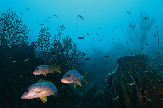 A trio of schoolmaster fish cruise through the relatively clear waters of the Andamans. On this archipelago, organisations like ReefWatch Marine Conservation work towards securing the health of our oceans.