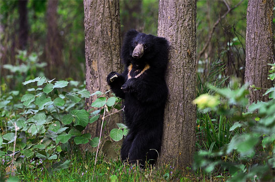 A sloth bear scratches its back against a tree bark in the Kanha Tiger Reserve, one of India's best-managed wildlife reserves.