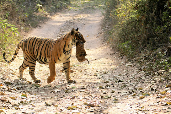 Born in 2006 to the legendary Machli, T 19, also known as the &acirc;Jhalra Female', was one of the shyest of all the tigresses in Ranthambhore. Now she rules entire territories where she is bringing new tigers into the world... a worthy successor indeed to her mother.