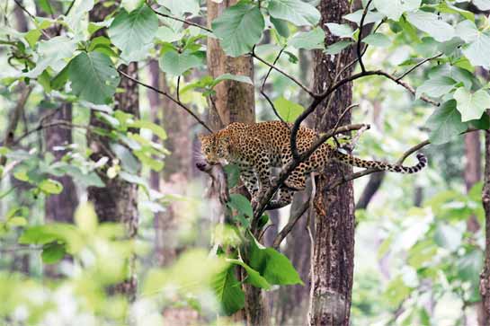 This is how a leopard must be allowed to live. The photographer was birding in the Buxa Tiger Reserve in June 2014, when he and his companions spotted a sounder of wild pigs. Before they could blink, a leopard appeared out of nowhere, picked up a piglet and clambered up a tree. Despite the low light of the late evening, he was able to get this amazing photograph.
