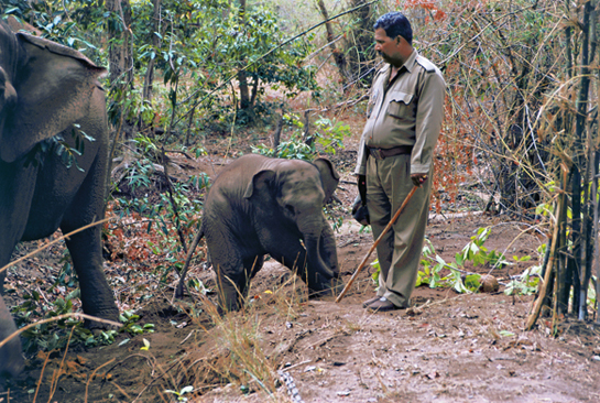 Kuttappan, head mahout of Bandhavgarh, now helps monitor Siddhanath, the boisterous young son of Gautam and Toofan, both elephants that were once under his charge. 