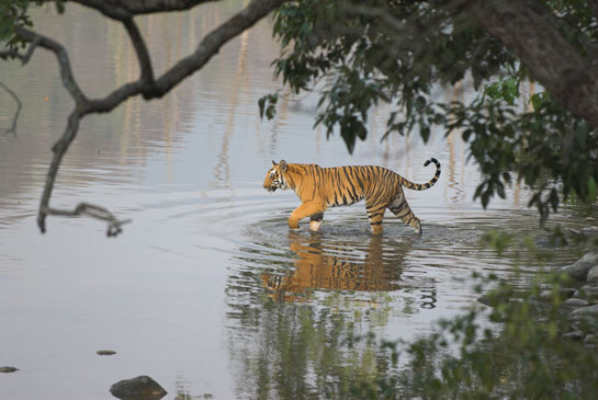 Project Tiger stands discredited today because officials in the Ministry of Environment and Forests facilitated the abuse of tiger forests by powerful people for their own narrow political ends. Rudderless, visionless and lacking the missionary zeal with which Project Tiger was launched in Corbett in 1973, adults have let down the one million young Indian &acirc;Kids for Tigers', who nevertheless continue to battle for Panthera tigris.