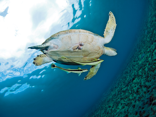Super trawlers kill a perversely disproportionate amount of untargeted marine life, like this turtle.
