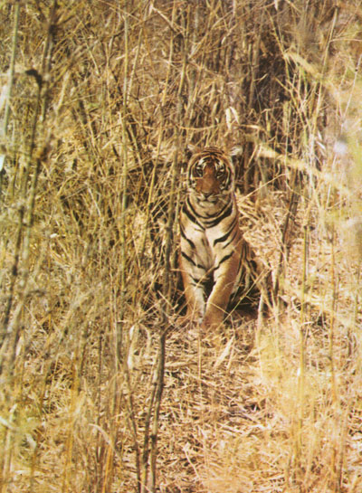 The Fellowship was awarded to study the ecology and behaviour of the Indian Tiger for two years, 1970-1972. The Fellowship was awarded to study the ecology and behaviour of the Indian Tiger for two years, 1970-1972.