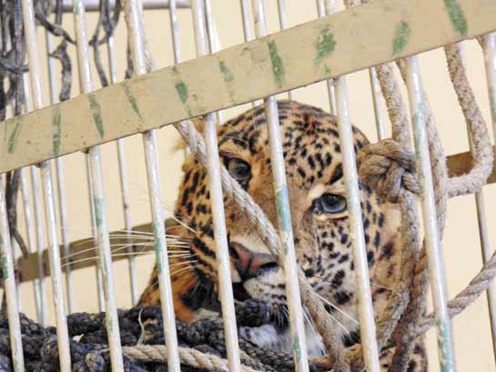 The city of Meerut has had three leopard visitors in the first half of 2014. This leopard was rescued and released successfully, while another one escaped on its own and a third died from injuries from a leg-trap, combined with severe dehydration. As forests continue to come under pressure and humans continue to step into wildlife areas, conflicts are going to rise across India.