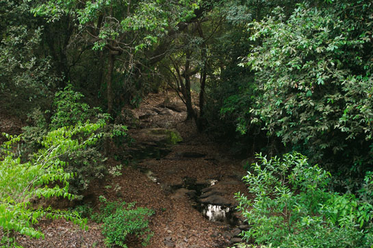 Forests are vital carbon sinks that store atmospheric CO2. Global forest loss releases almost 7.5 gigatonnes of CO2 into the atmosphere each year. Protecting natural ecosystems is probably the easiest carbon source to cut back on. Protecting wild ecosystems also delivers several side benefits to humans, including biodiversity conservation, hydrological services and oxygen supply.