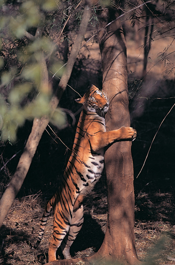 The tiger too became an evocative symbol for forest protection. The tiger too became an evocative symbol for forest protection.