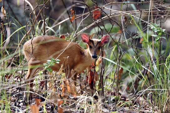 Barking deer are frequently seen in the park. Scientifically managing grasslands and pastures for herbivores is one of the most vital ingredients for the success of any tiger habitat.