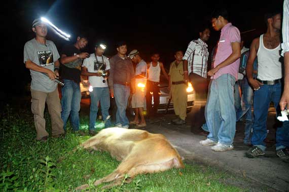 Volunteers of the NGO Aaranyak contemplate a hog deer mowed down by a speeding vehicle on the National Highway 37. The recent Brahmaputra floods, took a toll of over 400 hog deer.