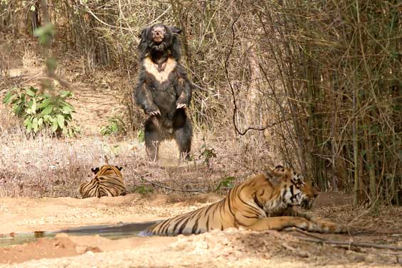 Summer is the &acirc;pinch' period for animals when water becomes scarce. This is when animals are forced into much closer proximity than they would normally prefer, as can be seen from this image of a sloth bear, awaiting its turn at a waterhole occupied by two tigers.