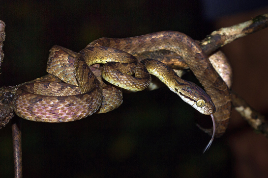 The Beddome's and Ceylon's cat snake are nocturnal and arboreal species.