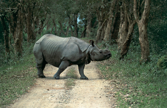 The people of Assam have ensured the protection of the great Indian one-horned rhinoceros, which most people had written off as a lost cause five decades ago.