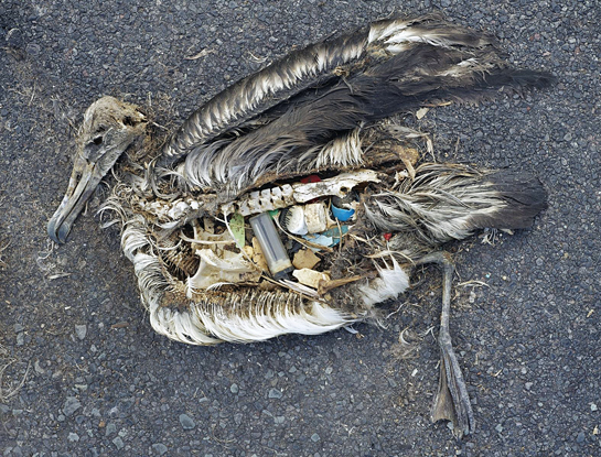 This is just one of a collection of photographs taken on Midway Atoll. The plastic debris, that no doubt killed this alabtross chick, will persist for years, long after its bones have turned to dust.