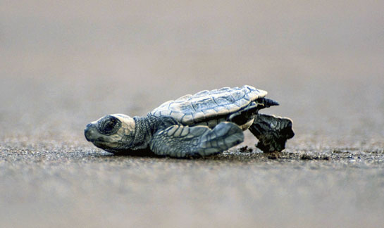 After emerging from their eggs, turtles spend their entire lives in the ocean.